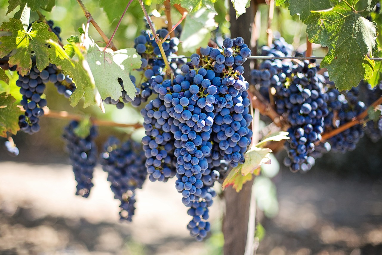 Investir dans le vin : les enjeux juridiques des ventes privées